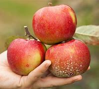 Image result for Organic Apple Producer
