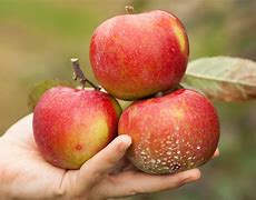 Image result for Organic Raw Apples