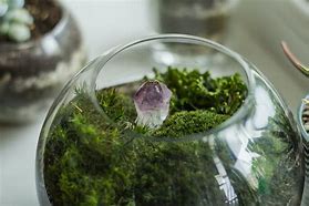 Image result for Indoor Lime Green Moss