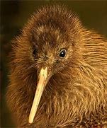 Image result for   Kiwi Sweet - a perverted point of view