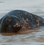 Image result for Seal