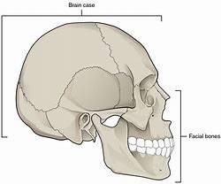 Image result for Human Skull Front
