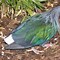 Image result for Chalcophaps Columbidae
