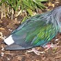 Image result for Cryptophaps Columbidae