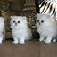 Image result for Persian Animals