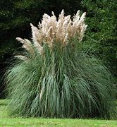 Image result for Cortaderia selloana