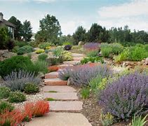 Image result for Native Plant Yard Landscaping