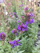 Image result for Hyssopus officinalis (HYSSOP)