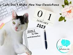 Image result for Cat New Year Resolutions