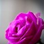 Image result for Images of Pink Roses