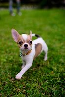 Image result for TeaCup Puppy