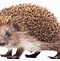 Image result for Hedgehog Hoglets
