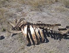 Image result for Dead Animals Rotting