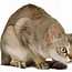 Image result for Smallest Domestic Cat Breed
