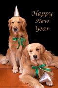 Image result for Funny Animal Happy New Year 2018