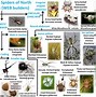 Image result for Spider Web Identification Chart