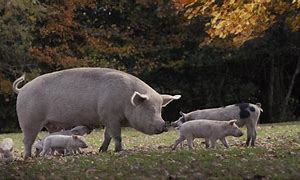 Image result for Sow Pig