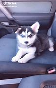 Image result for Baby Huskies