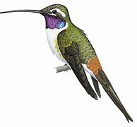 Image result for Rhodopis Trochilidae