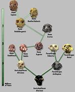 Image result for Human Ancestors Evolution Tree
