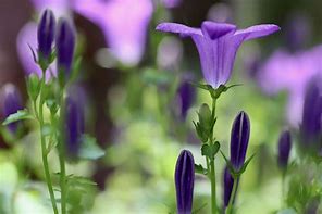 Image result for Bell-Shaped Flower Types