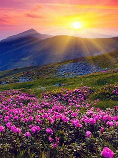 Sunrise and spring flowers 4K wallpaper download