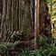 Image result for Biggest Trees in the World List