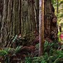 Image result for Biggest Tree in the World of Big Get Type