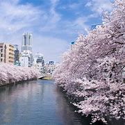 Image result for Yokohama Japan Cherry Blossoms