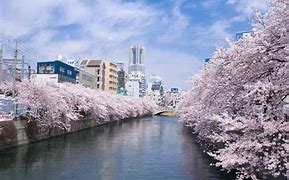 Image result for Yokohama Japan Garden Under Cherry Blossums