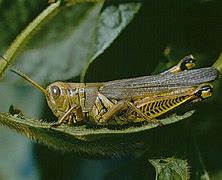 Image result for Orthoptera