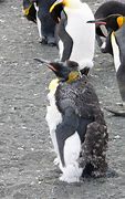Image result for King Penguin Babies