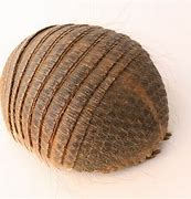 Image result for Armadillo in Their Shell