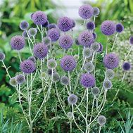 Image result for Echinops ritro