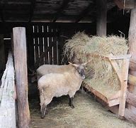 Image result for Zasavica Donkey Farm