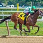 Image result for Thoroughbred Horse Racing