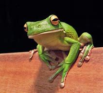 Image result for Funny Tree Frog Smiling