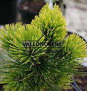 Pinus leucodermis Pirin 4 માટે ઇમેજ પરિણામ