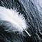Image result for Black Feather Wallpaper Mobile
