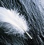 Image result for Feather Pattern Wallpaper