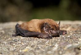 Image result for Leisler's Bat