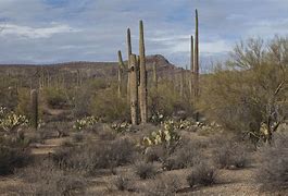 Image result for Beautiful Sonoran Desert