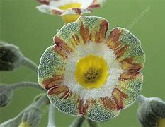 Résultat d’images pour Primula auricula Lord Saye and Sele