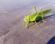 Image result for Cricket Insect Habitat