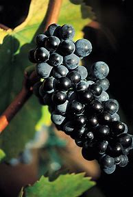 Image result for Burnet Ridge Pinot Noir Vin Gris Ziegler