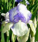 Image result for Iris Mme Chereau (Germanica-Group)
