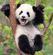 Image result for Smiling Baby Panda