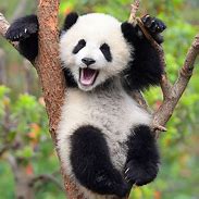 Image result for Happy Baby Panda