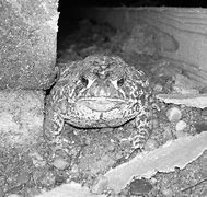 Image result for Angry Toad