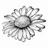 Image result for Hand Drawn Flower Clip Art Black and White Daisy